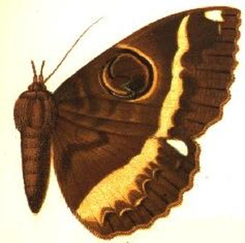 Nyctipao bismarcia male