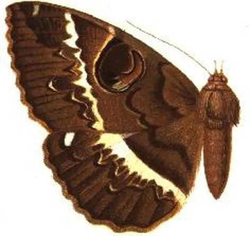 Nyctipao dentifascia female