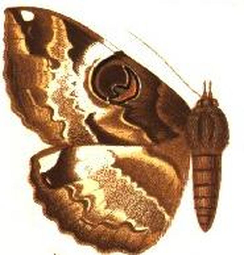 Nyctipao dentifascia male