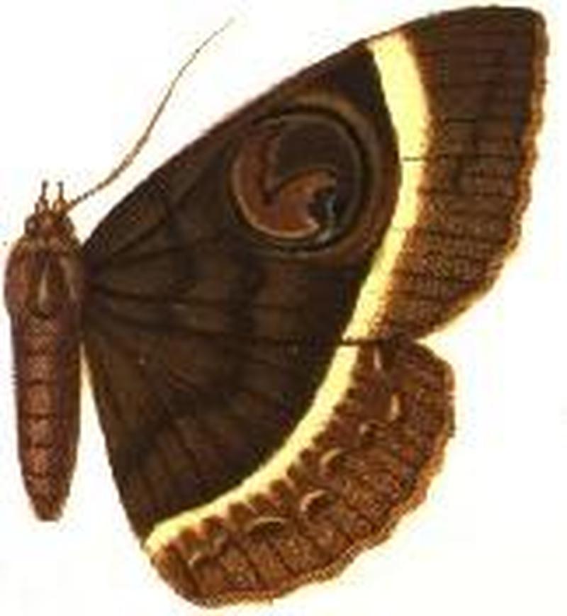 Nyctipao gemmans female