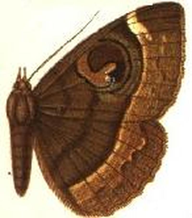 Nyctipao gemmans male