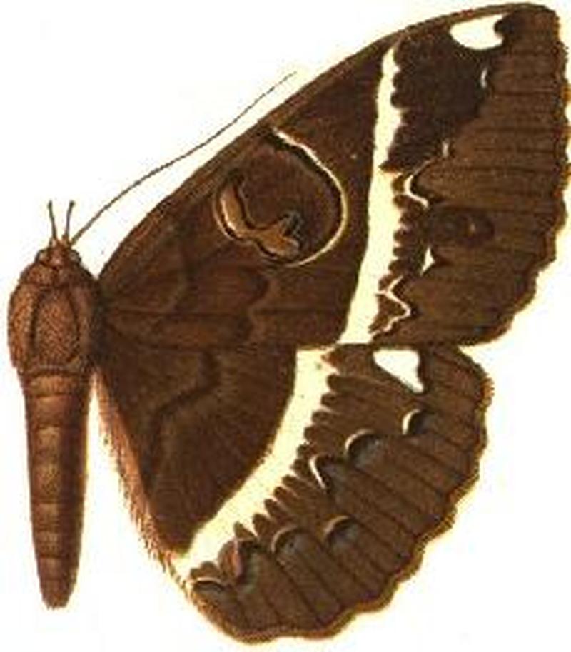 Nyctipao leucotaenia female