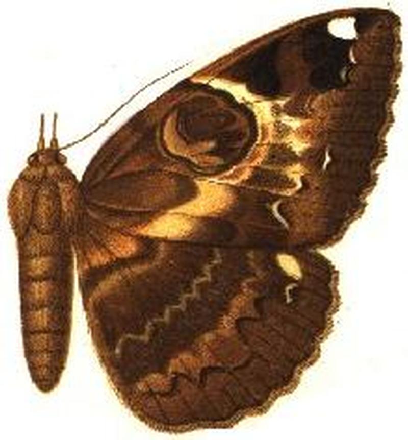 Nyctipao leucotaenia male