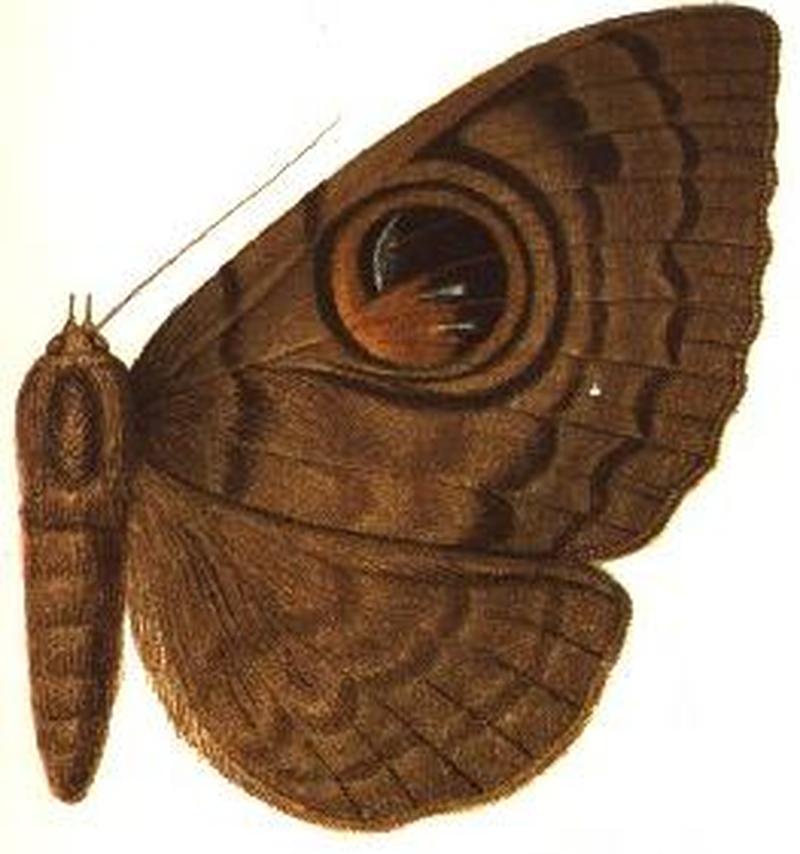 Nyctipao macfarlanei