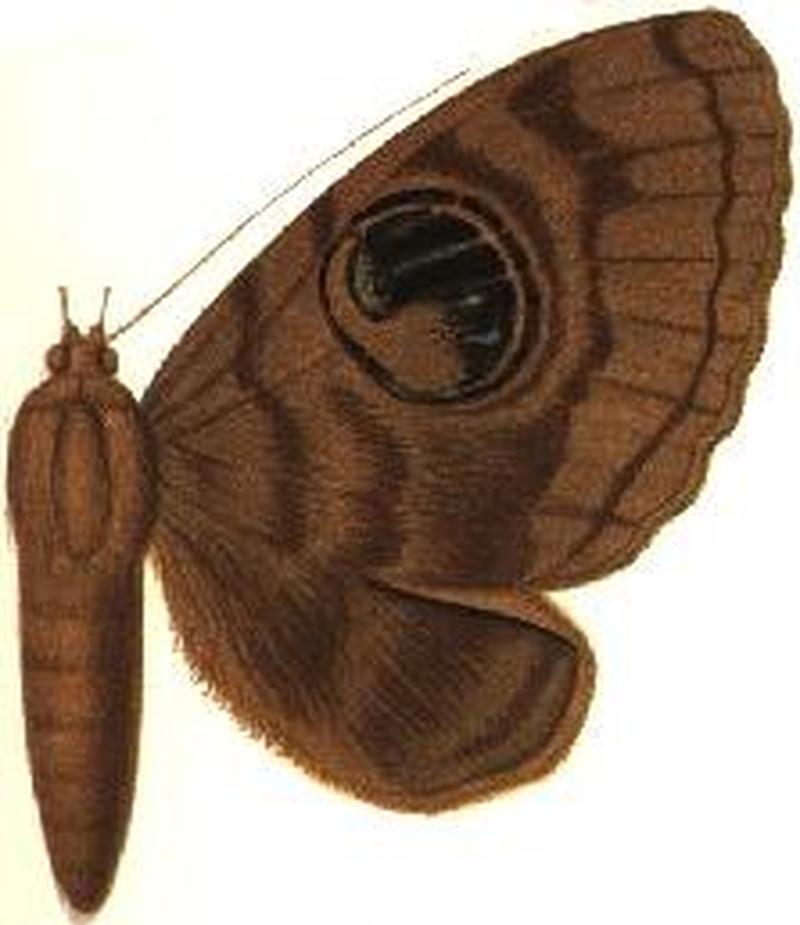 Nyctipao nyctaculis