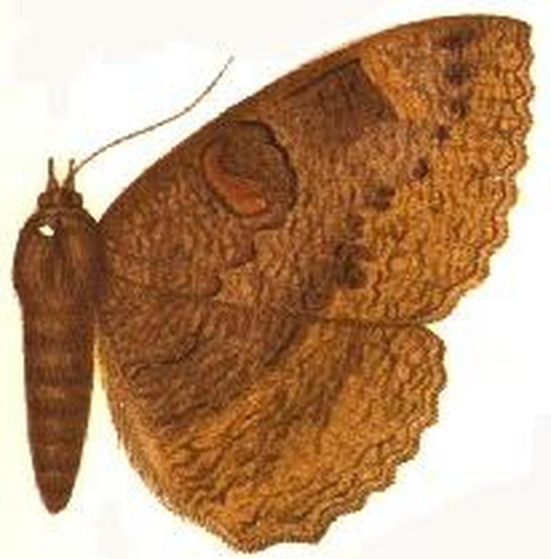 Nyctipao strigipennis female