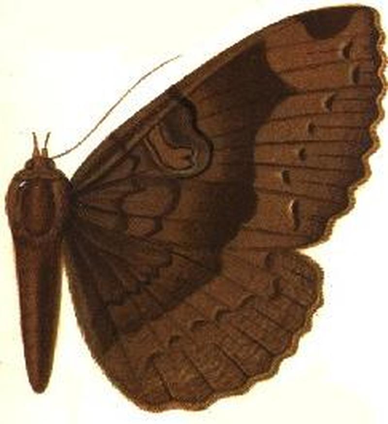 Nyctipao sumatrensis