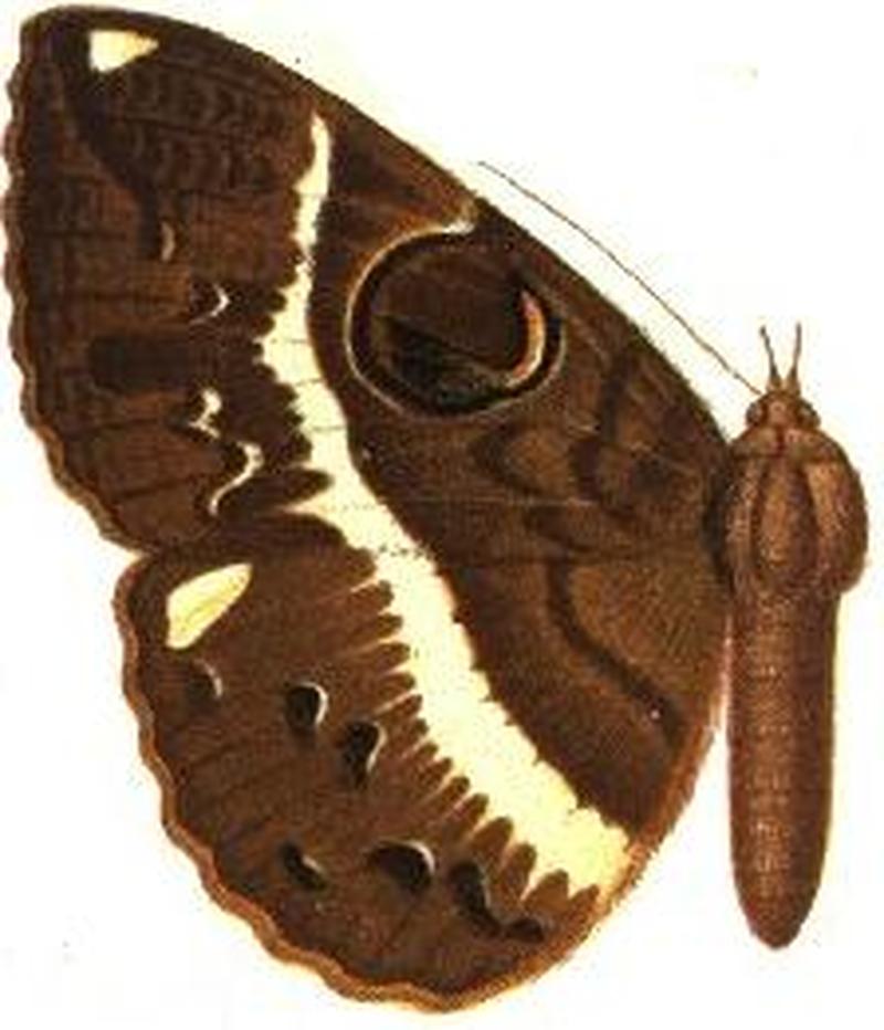 Nyctipao variegata female