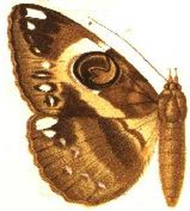 Nyctipao variegata male
