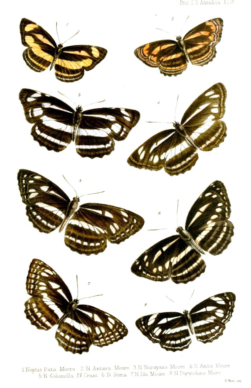 Nymphalidae1Ford1858