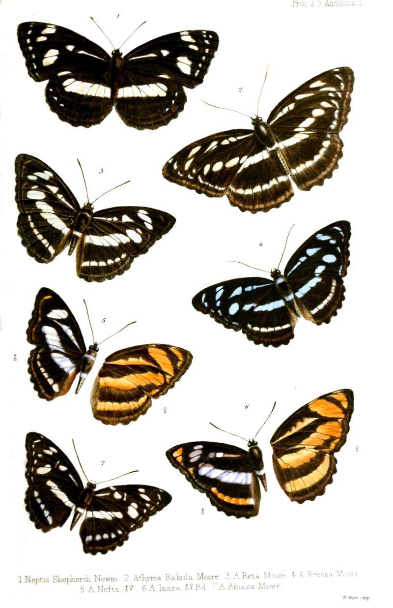 Nymphalidae2Ford1858