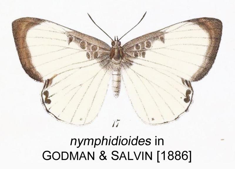 Nymphidioides inGodmanSalvin