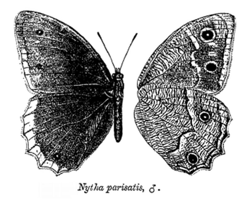 Nytha parisatis ctb