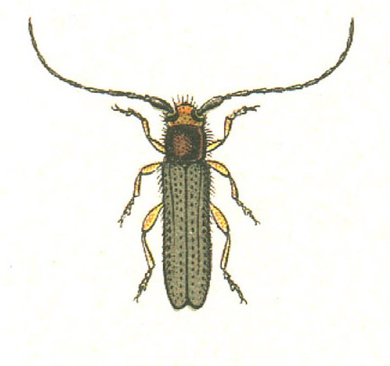 Oberea erythrocephala