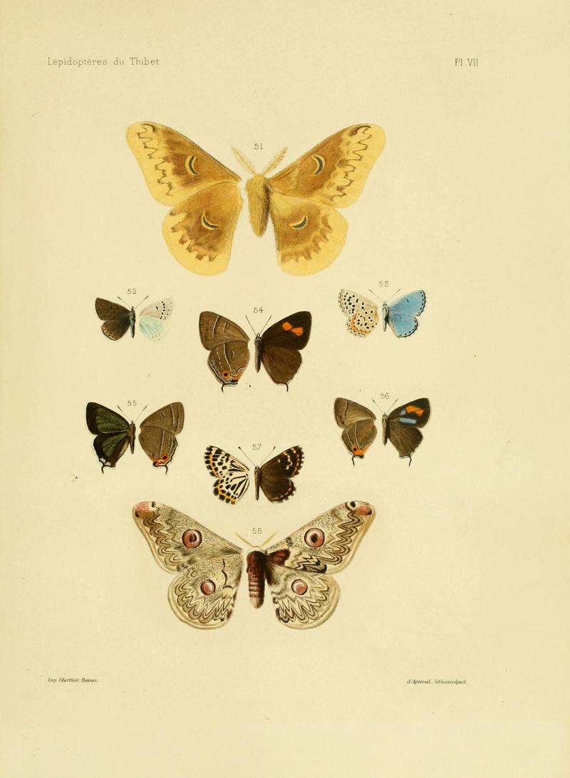 OberthurÉtudes d'entomologie1886 Plate7