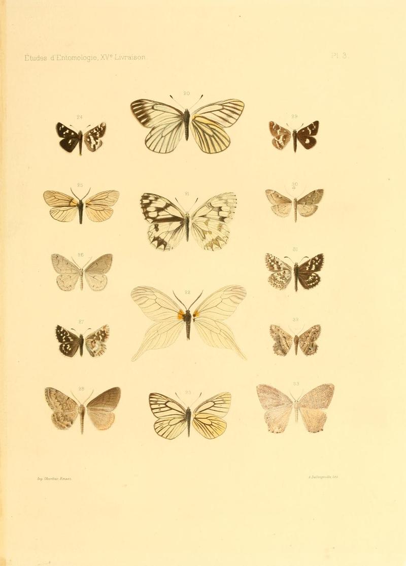 OberthurÉtudes d'entomologie1891 Plate3