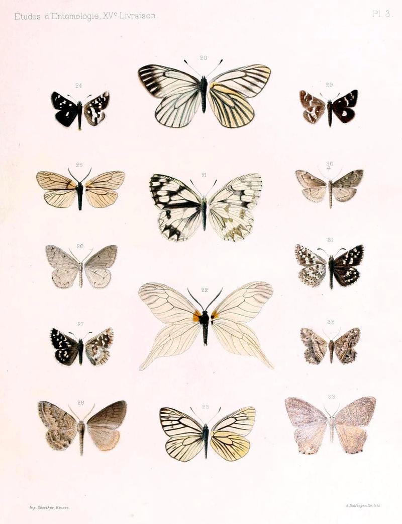 OberthurÉtudes d'entomologie1891 Plate3 (cropped and adjusted)