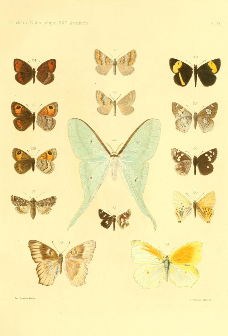 OberthurÉtudes d'entomologie1896 Plate9