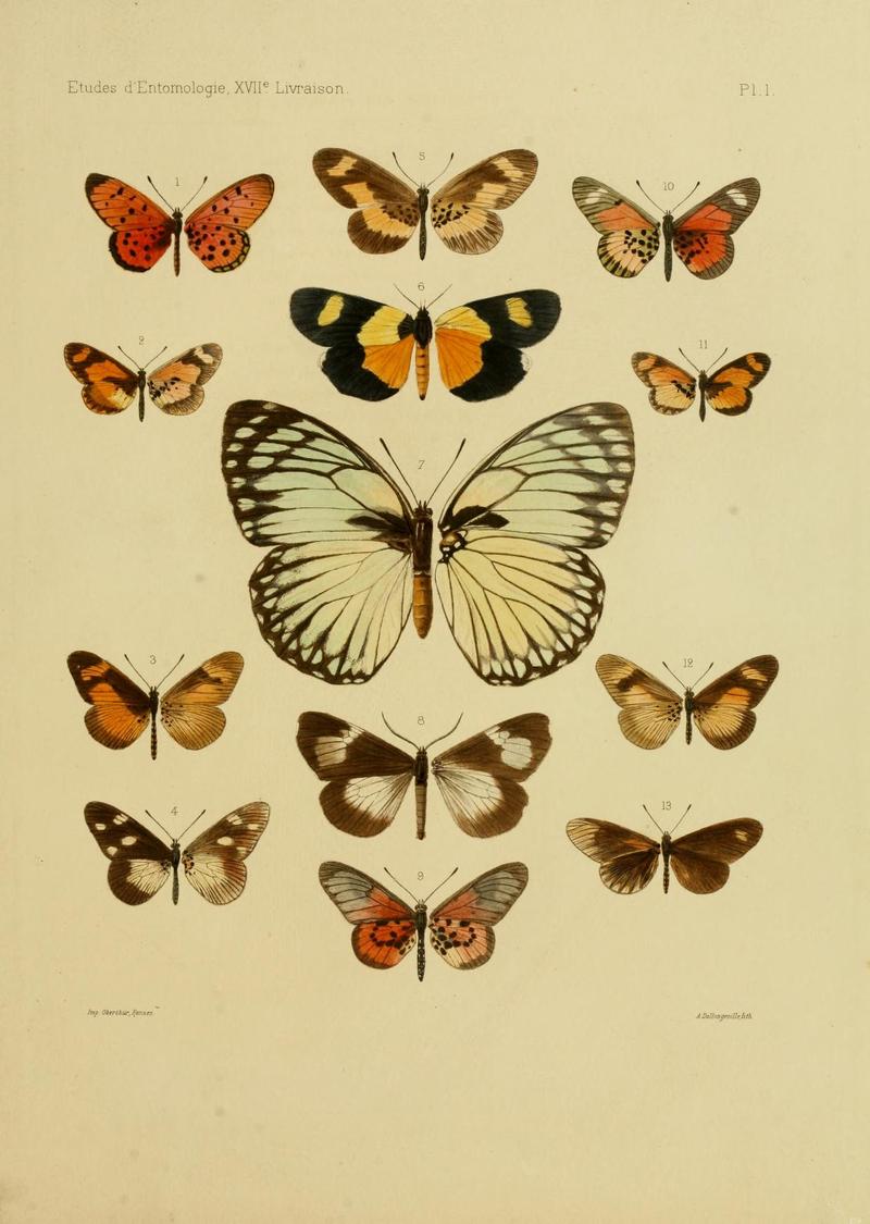 Oberthur1893EtudEnt 17Plate1