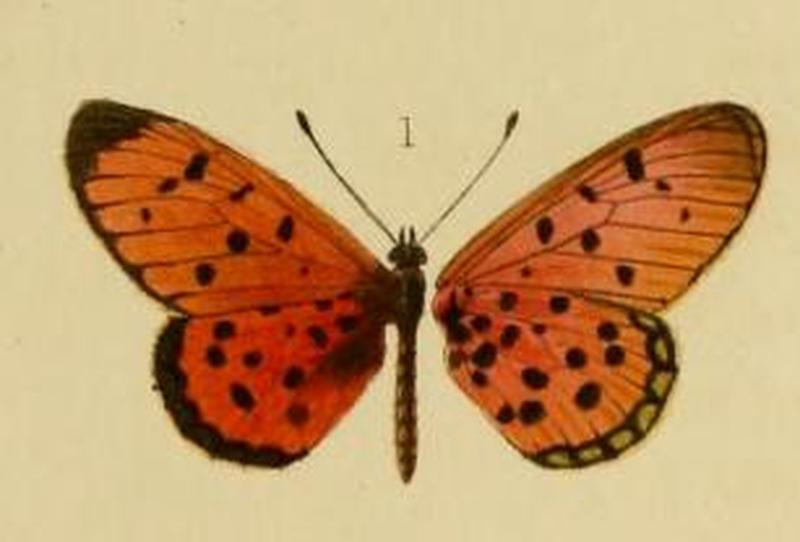 Oberthur1893EtudEnt 17Plate1 (Acraea guillemei)