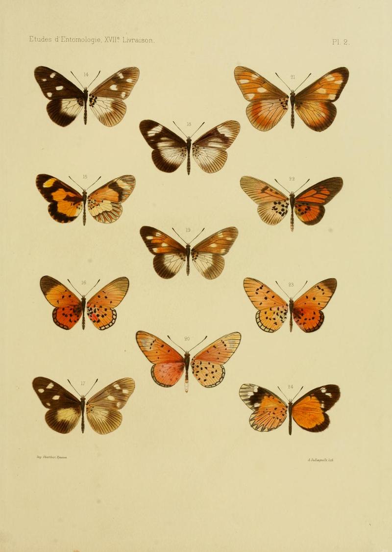 Oberthur1893EtudEnt 17Plate2