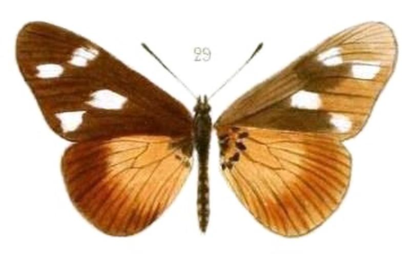 Oberthur1893EtudEnt 17Plate3, Acraea johnstoni johnstoni 29