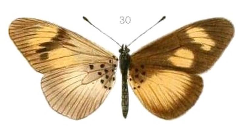 Oberthur1893EtudEnt 17Plate3, Acraea masaris masaris 30