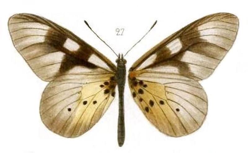 Oberthur1893EtudEnt 17Plate3, Acraea pentapolis epidica 27