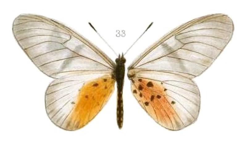 Oberthur1893EtudEnt 17Plate3, Acraea pentapolis pentapolis 33