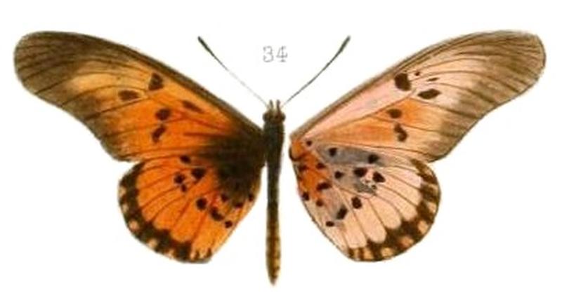 Oberthur1893EtudEnt 17Plate3, Acraea perenna thesprio 34