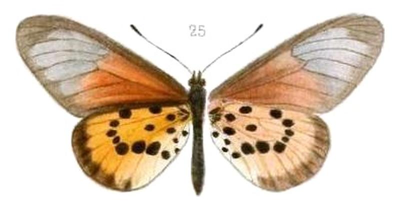 Oberthur1893EtudEnt 17Plate3, Acraea strattipocles 25