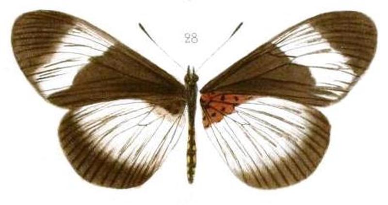 Oberthur1893EtudEnt 17Plate3, Bematistes adrasta adrasta 28