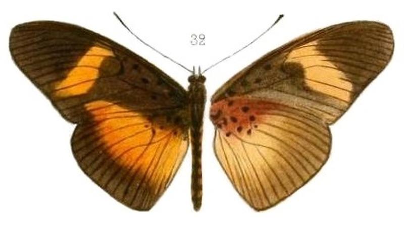 Oberthur1893EtudEnt 17Plate3, Pseudacraea eurytus conradti 32