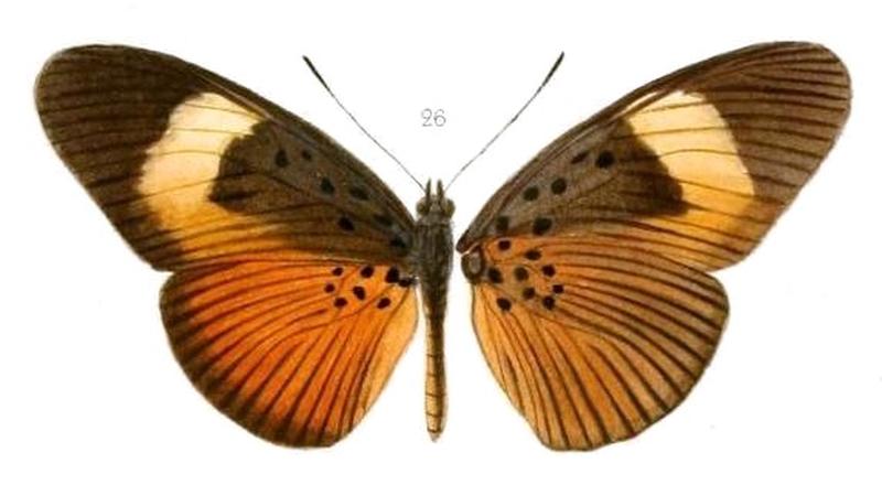 Oberthur1893EtudEnt 17Plate3, Pseudacraea eurytus eurytus 26
