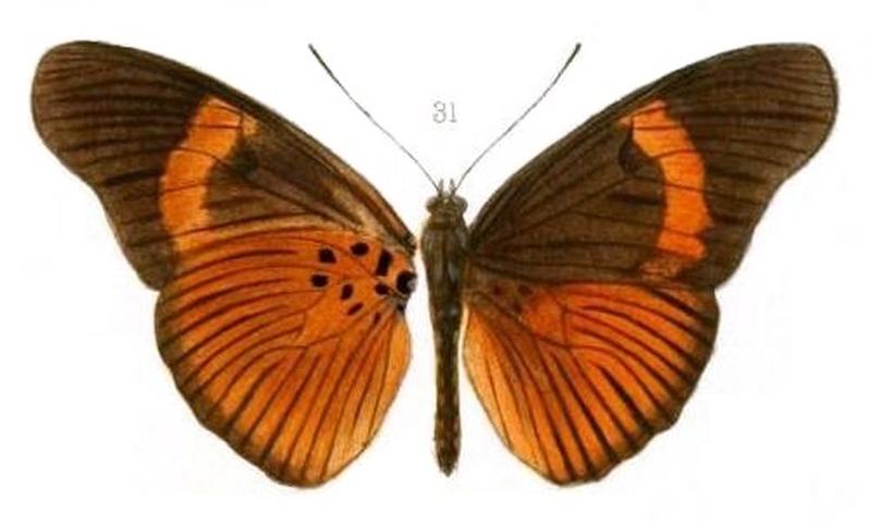 Oberthur1893EtudEnt 17Plate3, Pseudacraea kuenowii kuenowii 31