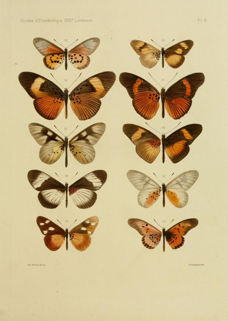 Oberthur1893EtudEnt 17Plate3