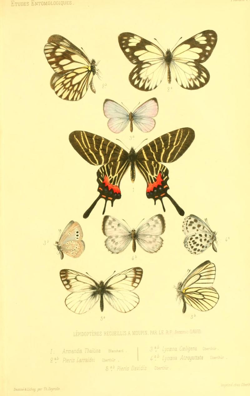 Oberthur 1876EtudEntPlate1