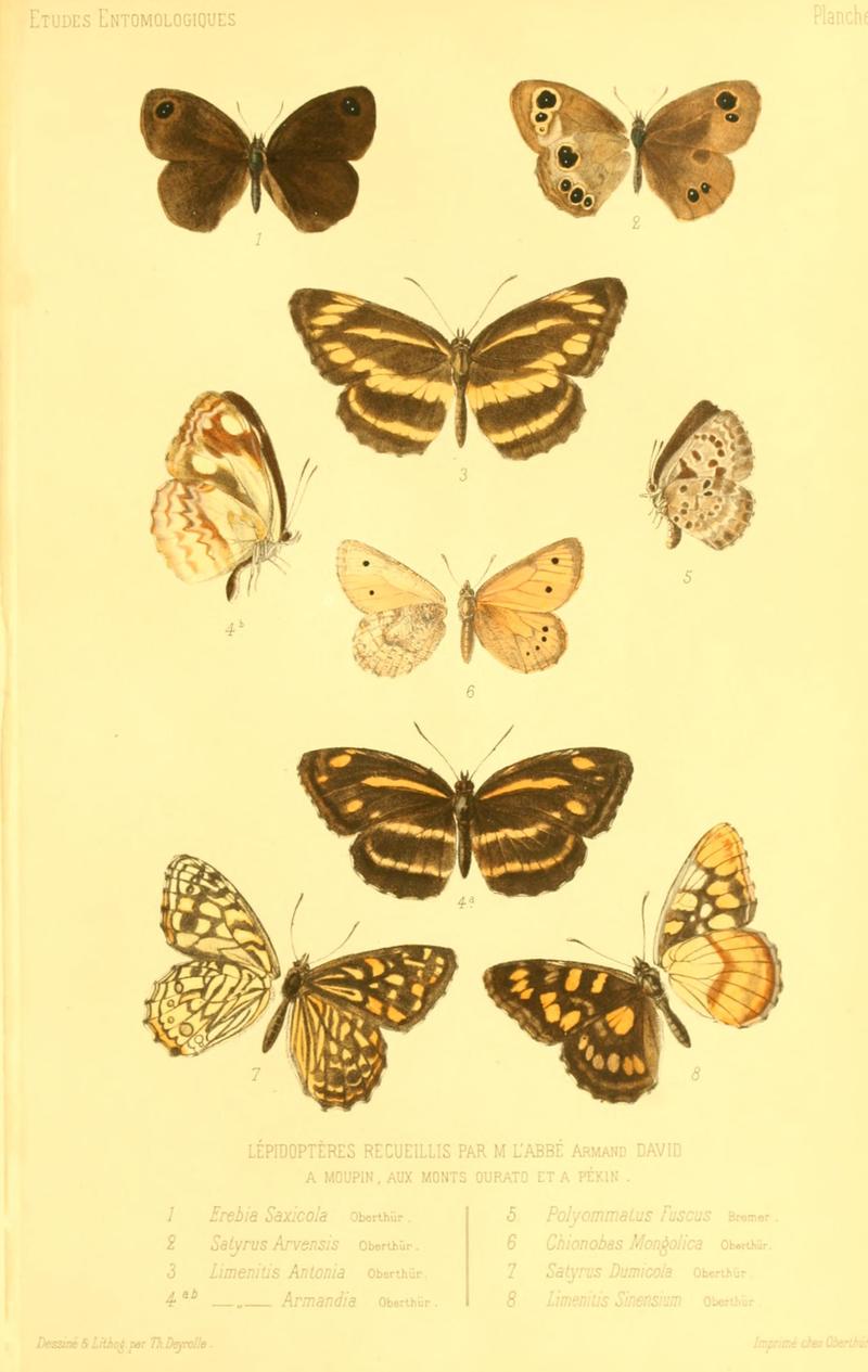 Oberthur 1876EtudEntPlate4