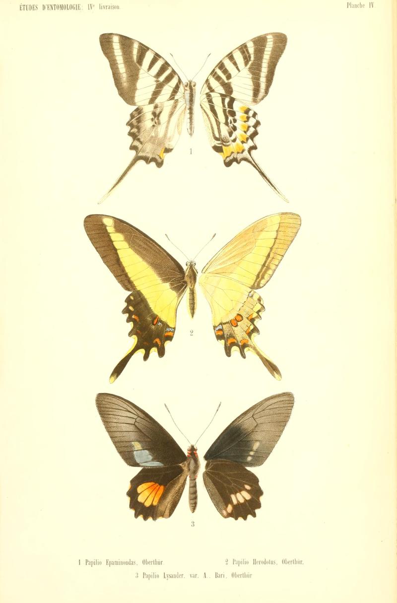 Oberthur 1879EtudEnt4Plate 4