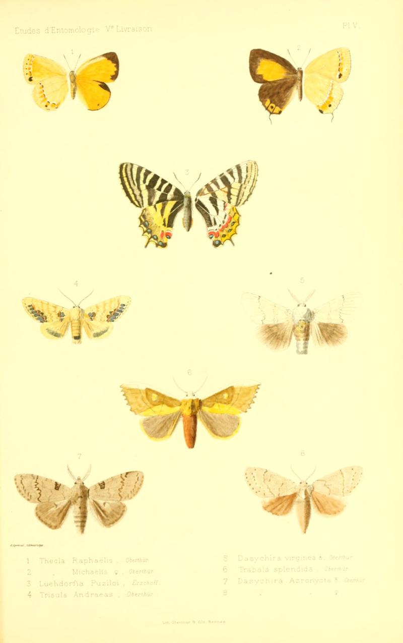 Oberthur 1880EtudEntPlate5