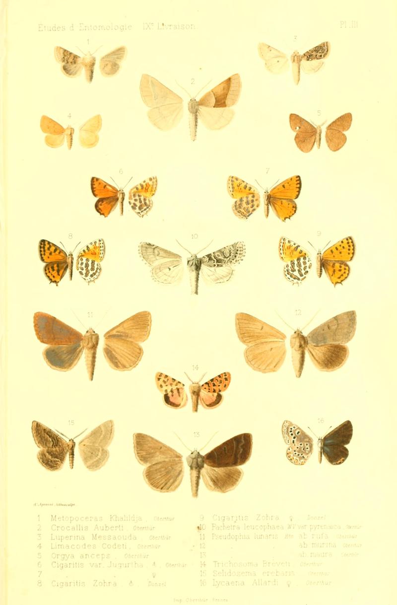 Oberthur 1884EtudEnt4PlateIII