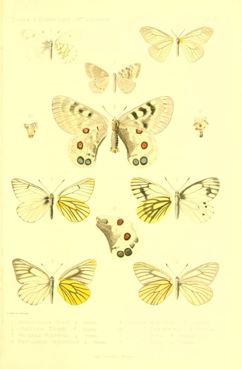 Oberthur 1884 in Oberthur Études d'entomologie Plate1