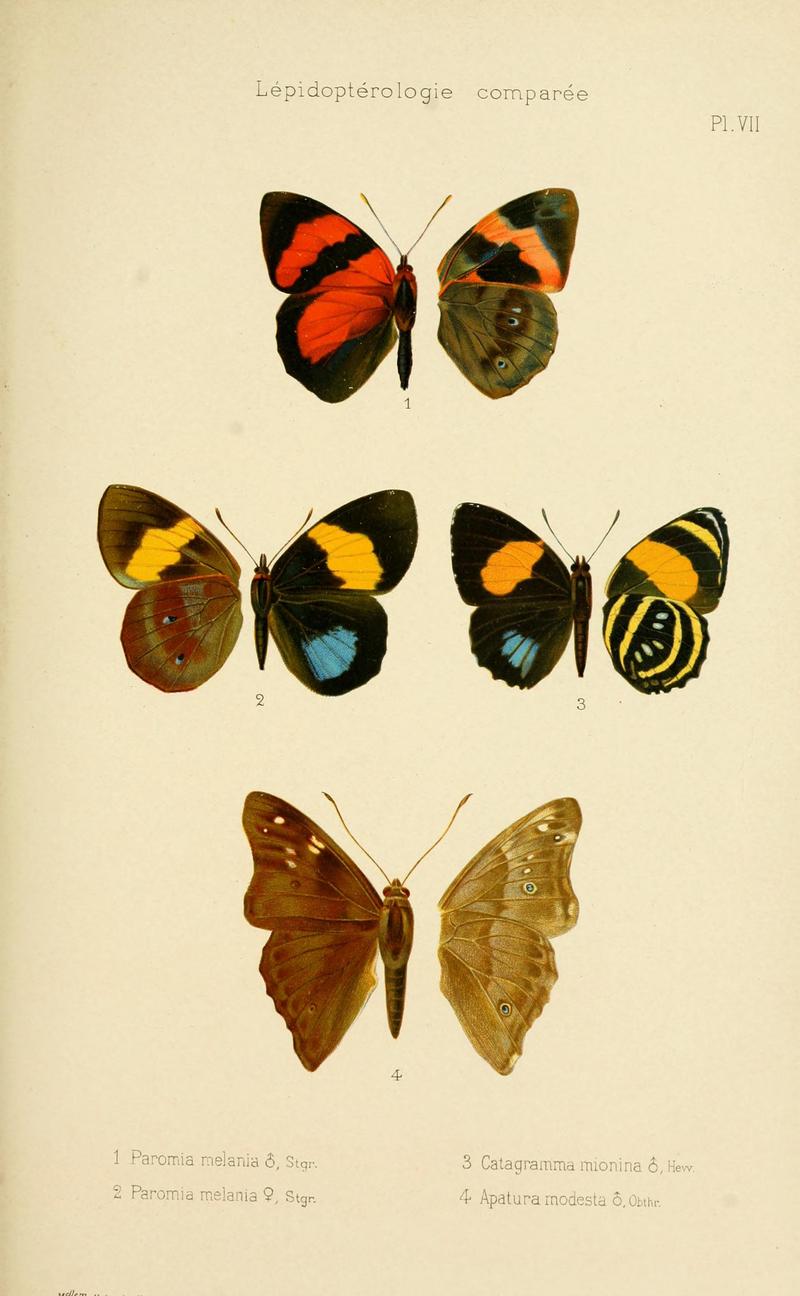 Oberthur 1906EtudEntPlate7