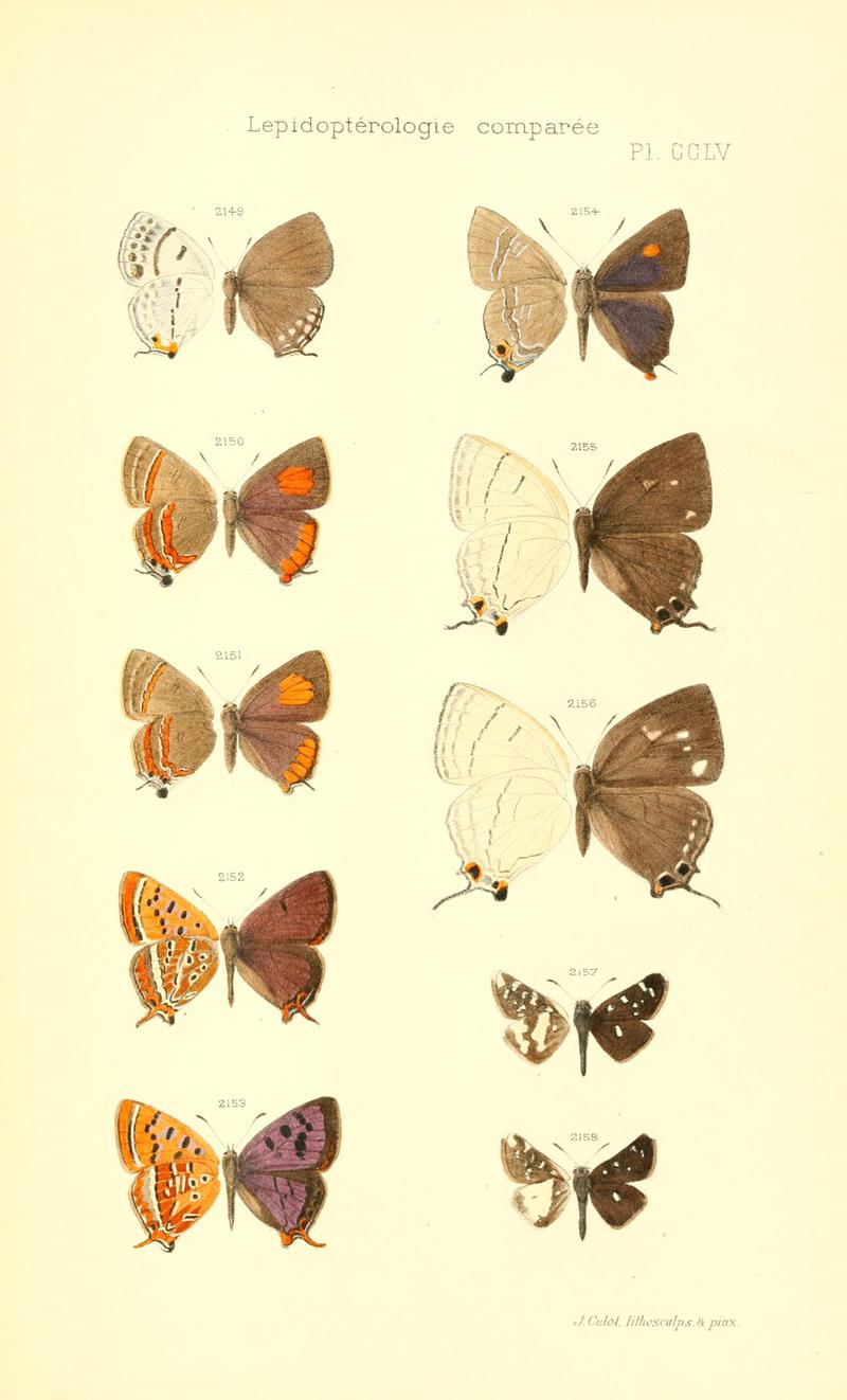 Oberthur 1914LepidopterologieCompariePlateCCLV