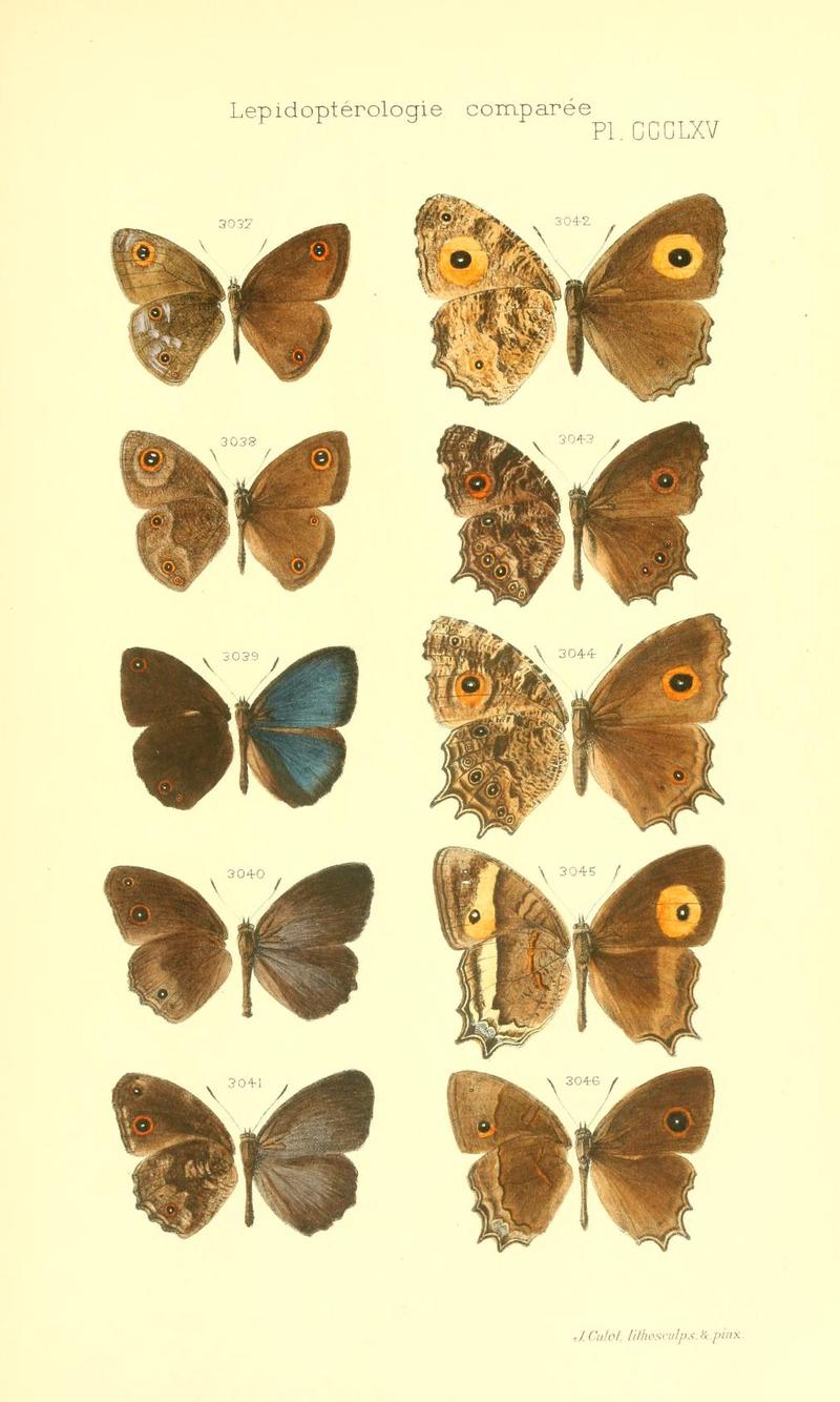 Oberthur 1916LepidopterologieCompariePlateCCCLXV