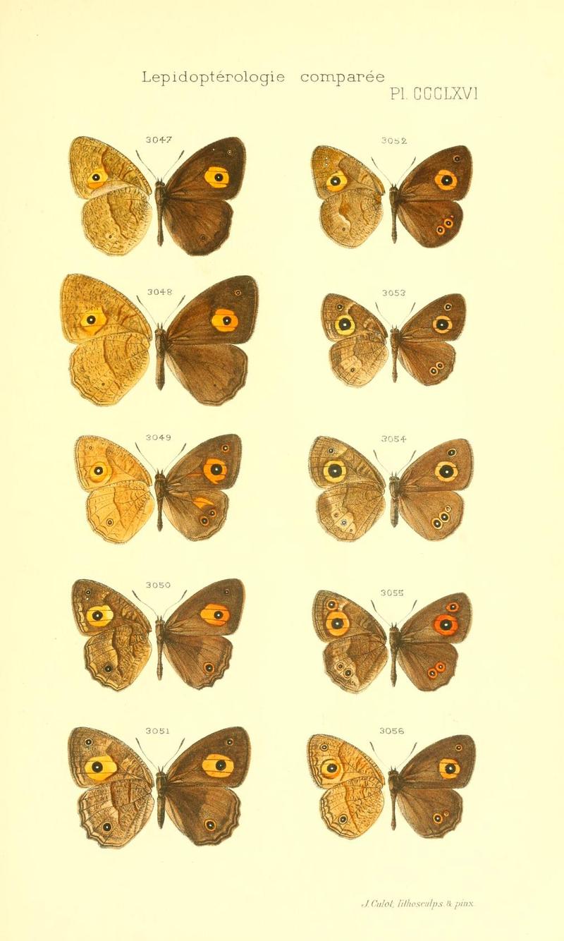 Oberthur 1916LepidopterologieCompariePlateCCCLXVI