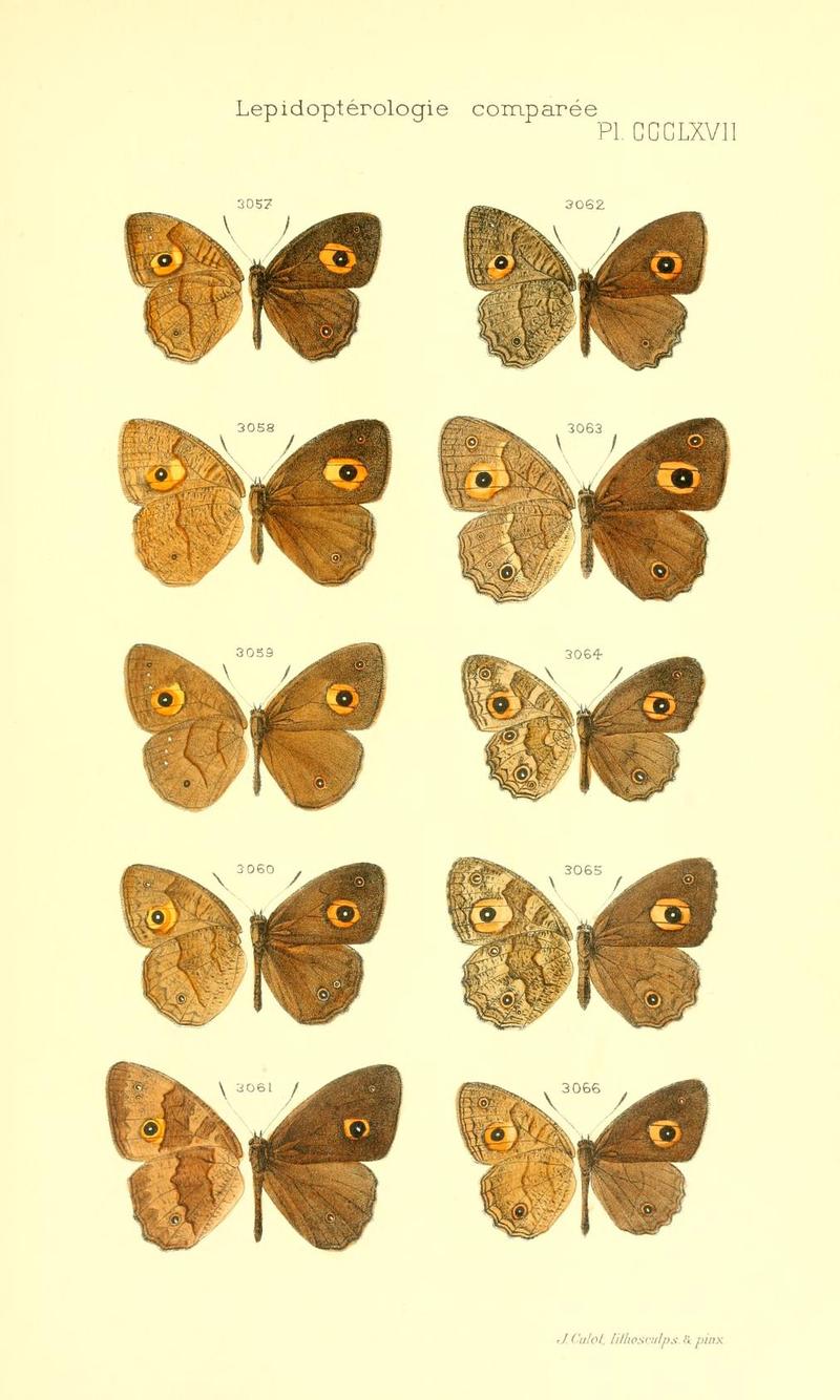 Oberthur 1916LepidopterologieCompariePlateCCCLXVII