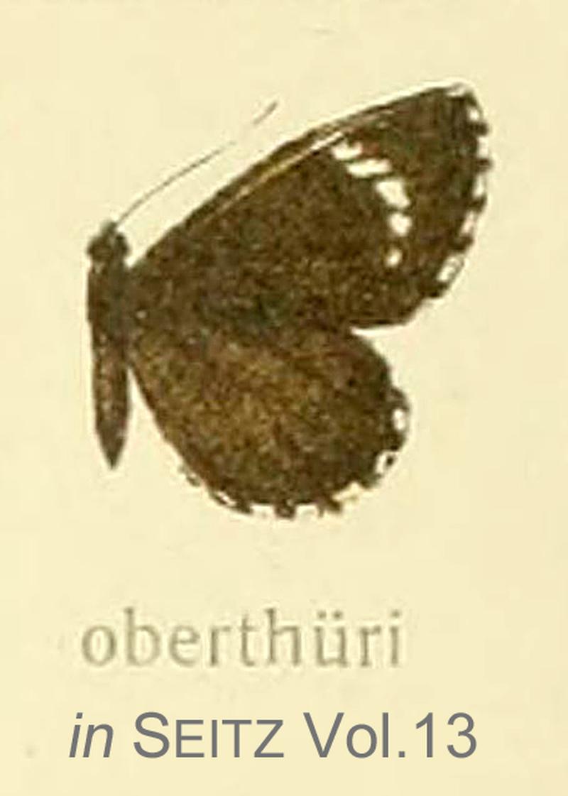 Oberthuri inSeitzVol13