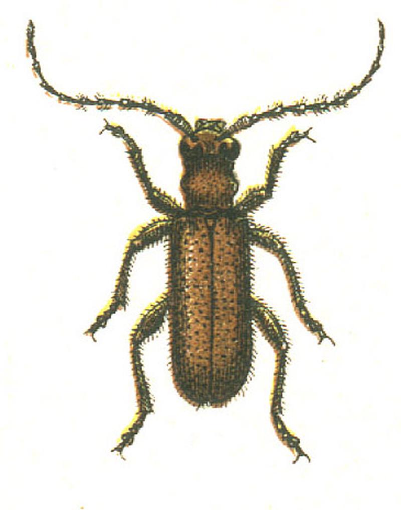 Obrium cantharinum