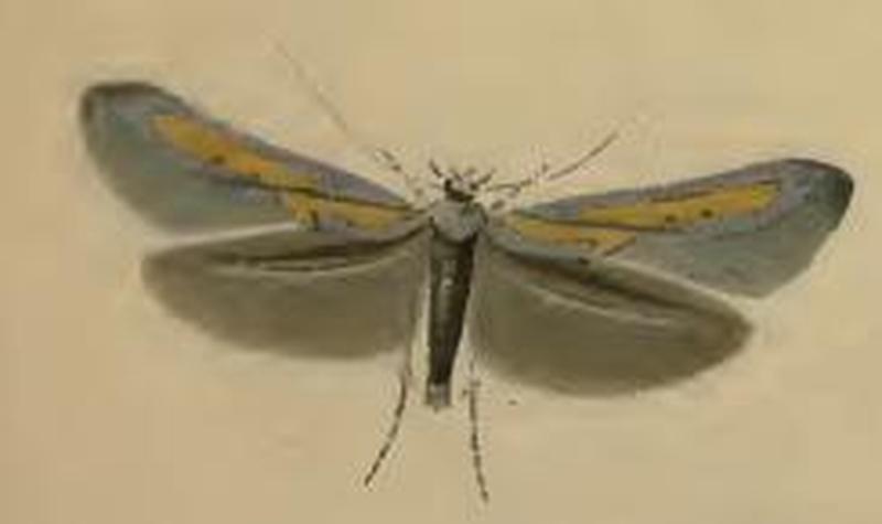 Ochromolopis ictella